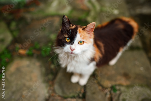Photography Lonely homeless cat in the street.