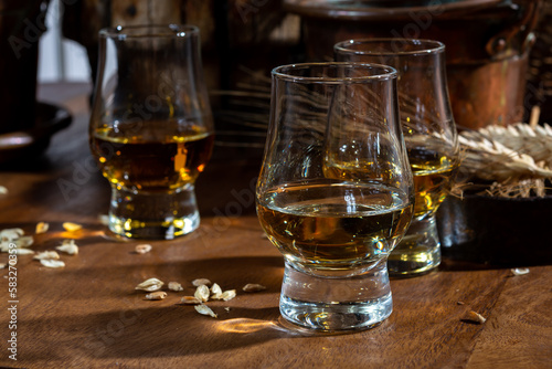 Small tasting glasses with aged Scotch whisky on old dark wooden vintage table with barley grains