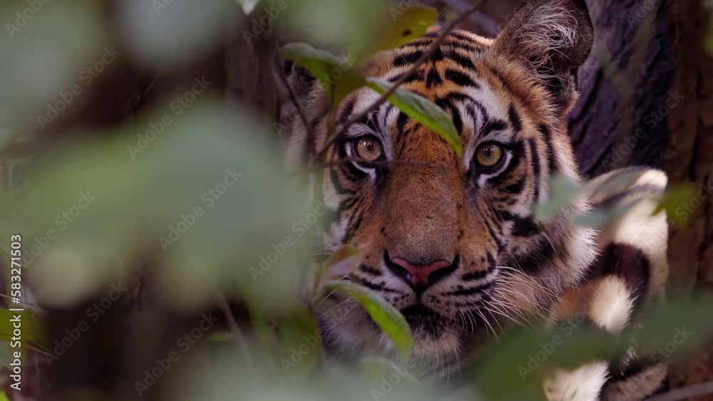 Tiger, big cat. Wild animal. Beautiful big tiger in the wild forest. Portrait of a wild predator, an animal