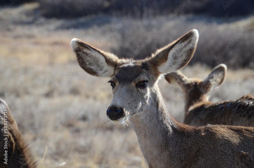 deer in the woods