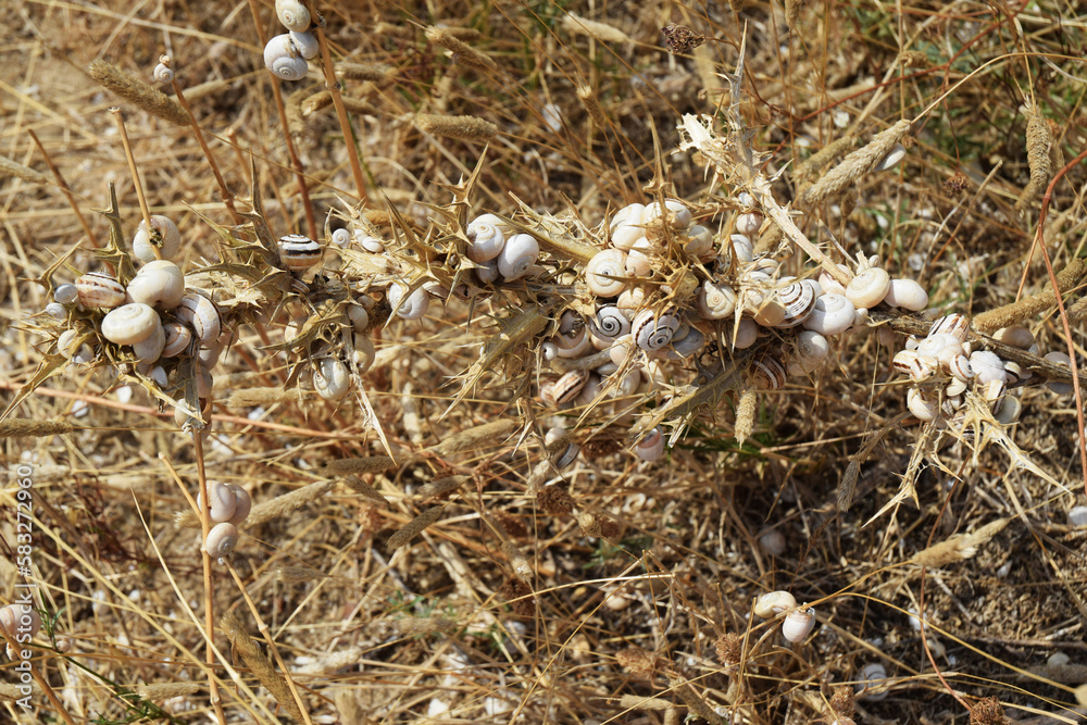 Petits escargots agglutinés sur des chardons. Petits escargots agglutinés sur des chardons.