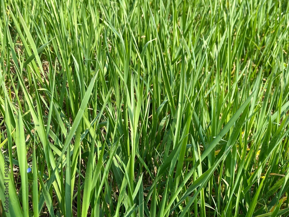 green grass background, green nature background green grass background, green nature background