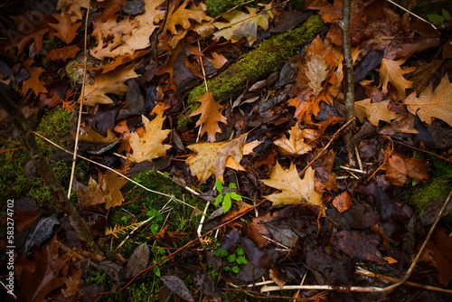 Fallen leaves on the ground. Gloomy background with damp forest ground and leaves