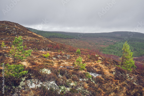 Land in Craigellachie National Nature Reserve, Aviemore, Scotland photo