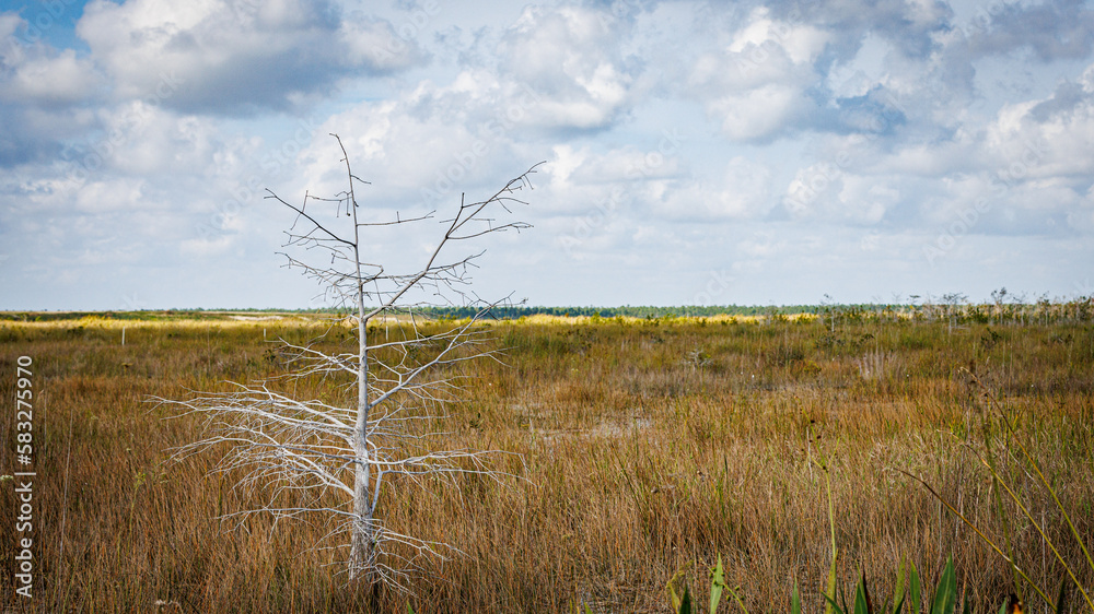 Obraz premium white tree in the Everglades