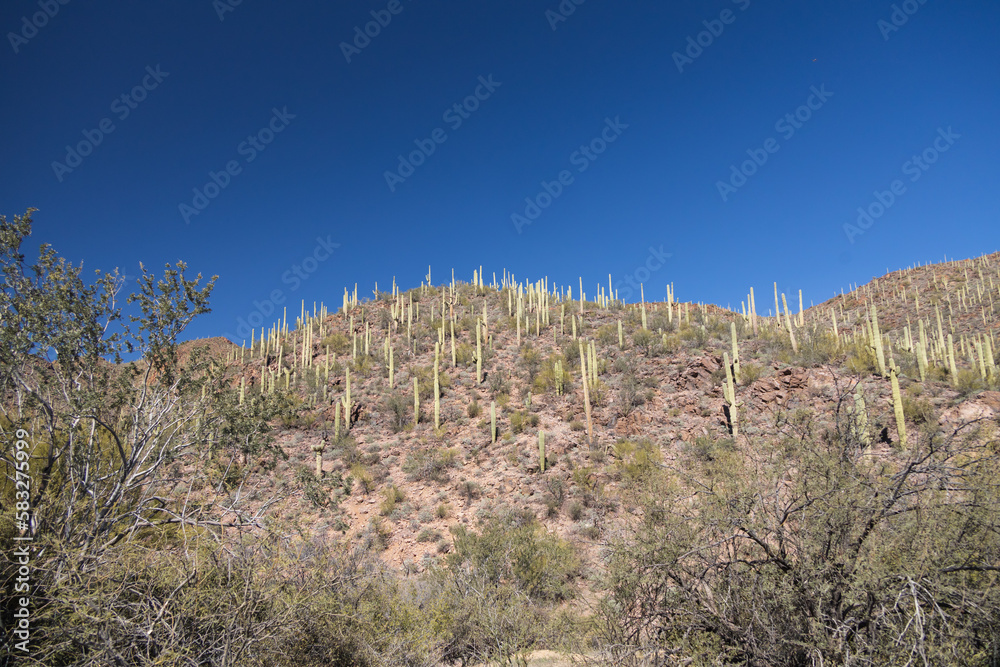 Saguaro cactus in Saguaro National Park, Arizona Saguaro cactus in Saguaro National Park, Arizona