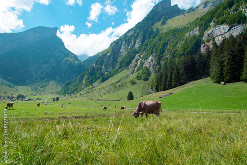 Swiss cows in a pasture in the mountains.
