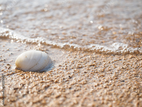 波打ち際の貝殻