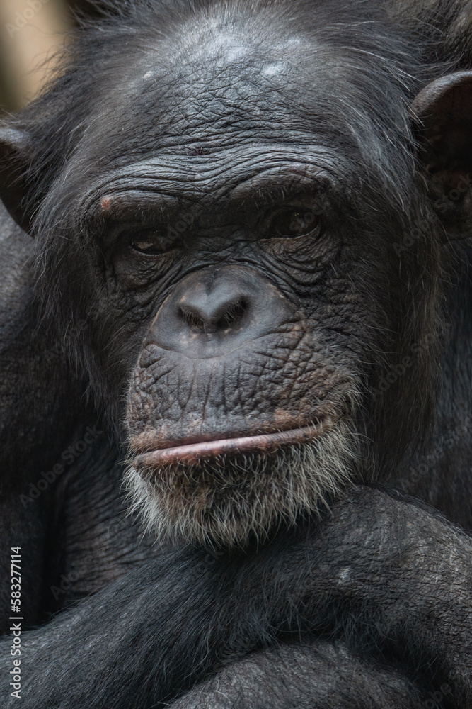 Adult old chimpanzee head portrait.