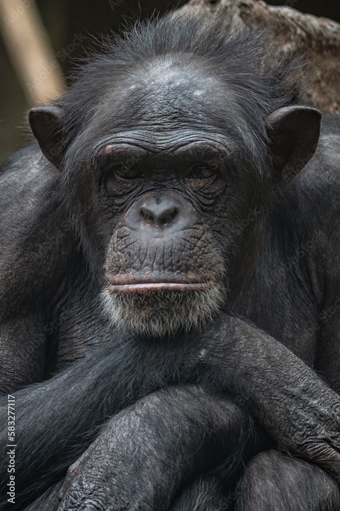 Adult old chimpanzee head portrait. Adult old chimpanzee head portrait.