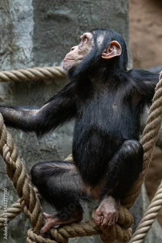 Obraz na płótnie Baby chimpanzee between the ropes in the zoo.