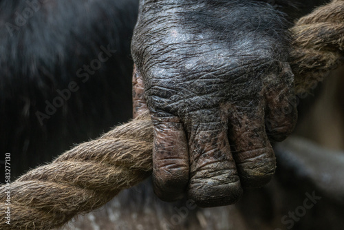 Fotografiet Close-up of an adult chimpanzee's hand holding a rope.