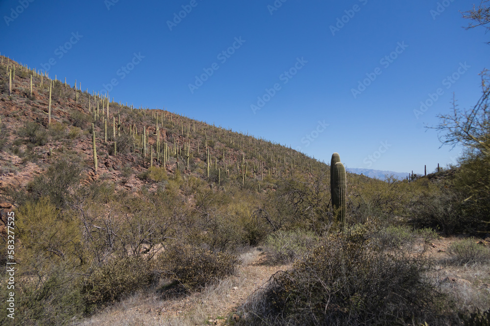 Saguaro cactus in Saguaro National Park, Arizona