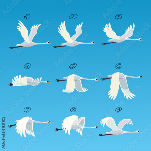 Swane animation. Bird animation, nine key frames. Swanes isolated on white background. Vector illustration.