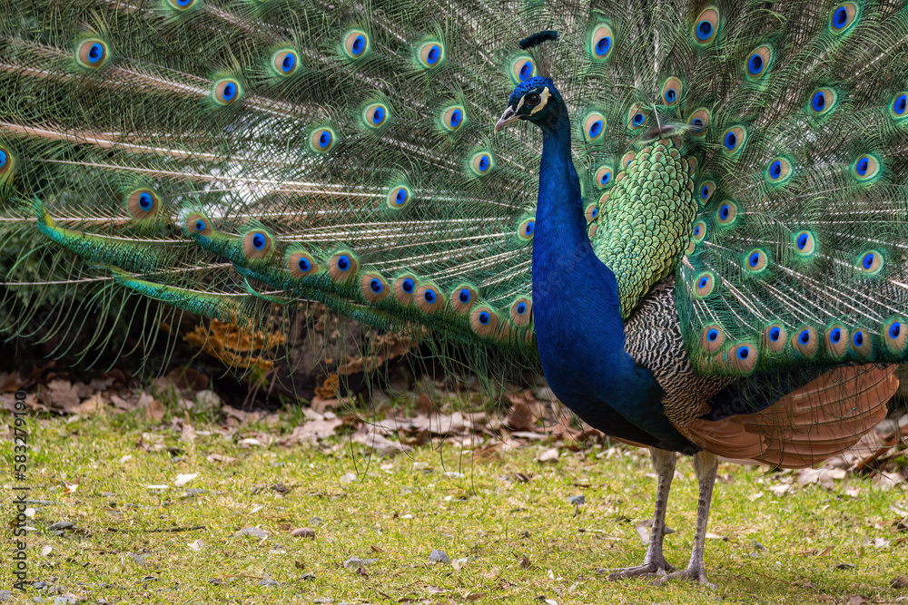 Obraz premium Portrait of a male peacock outdoors.