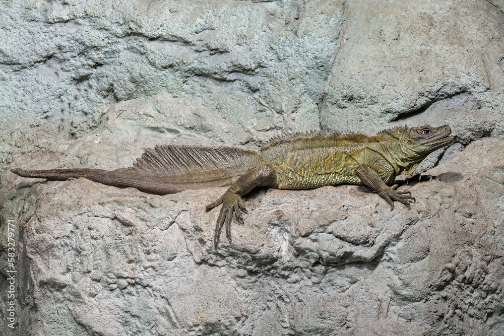 A green lizard with a blue eye. A green lizard with a blue eye.