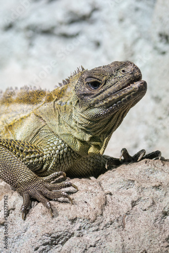 Portrait of a green lizard with a blue eye.