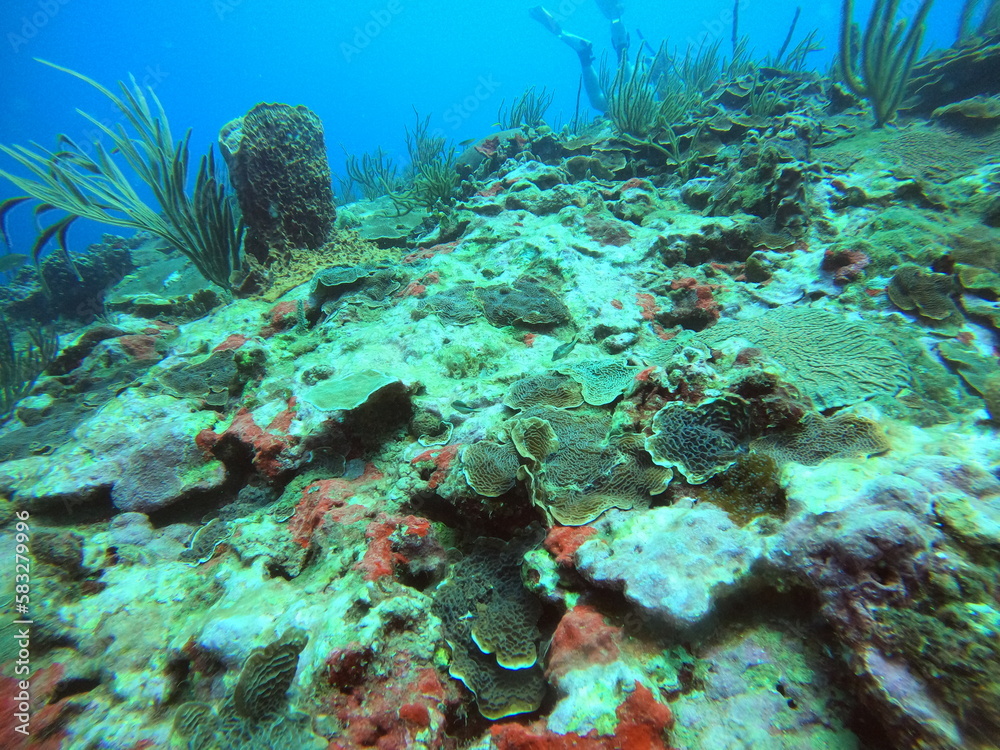 Fototapeta premium Coral reef in the sea 