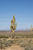 Saguaro cacti in the desert