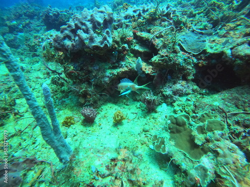 Coral reef in the sea 