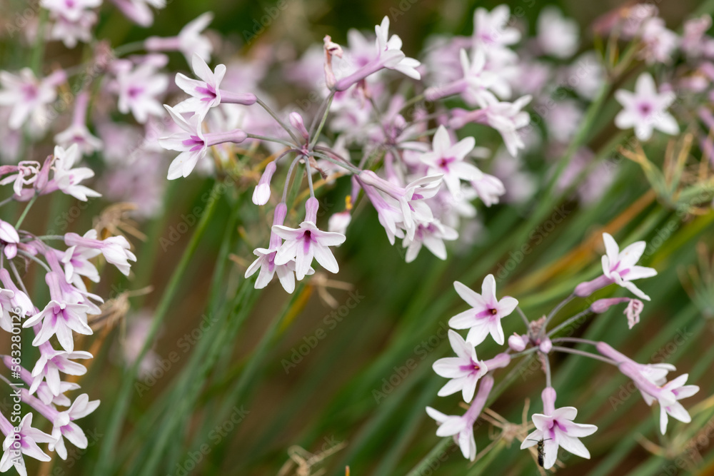 Close up of society garlic (tulbaghia violacea) flowers in bloom