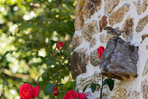 Sparrow at French wass photo