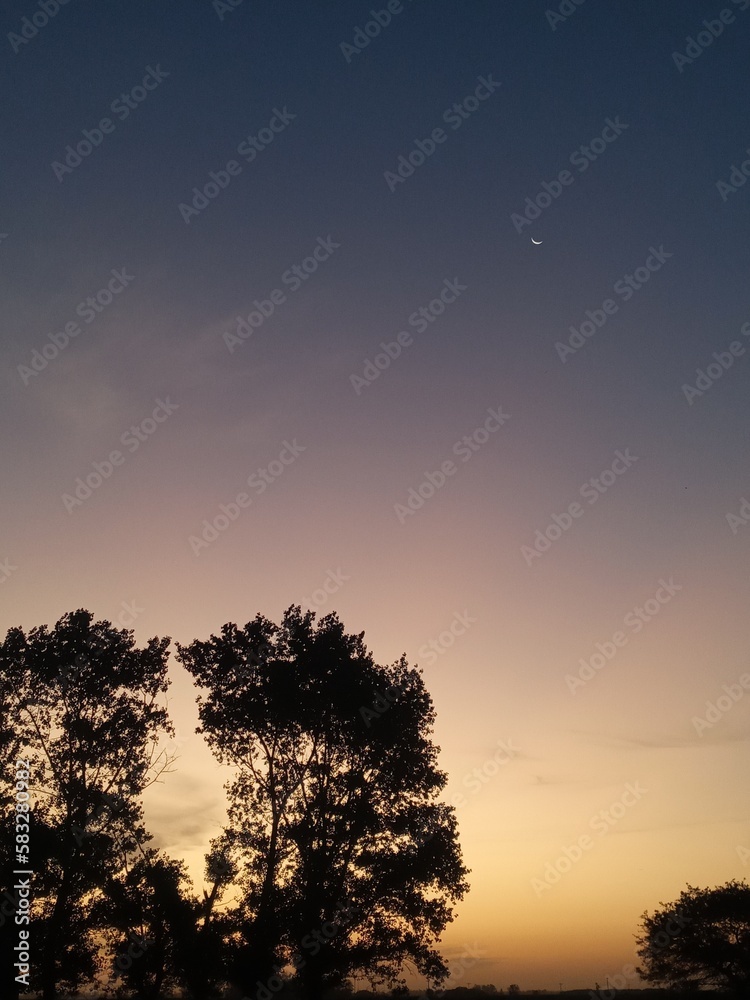 Obraz premium sunset and tree