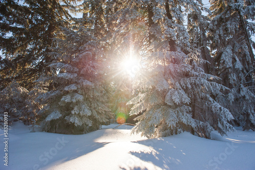 Gegenlicht mit Sonnenstrahlen durch schneebdeckte Tannen im Wald, Winter Wonderland photo