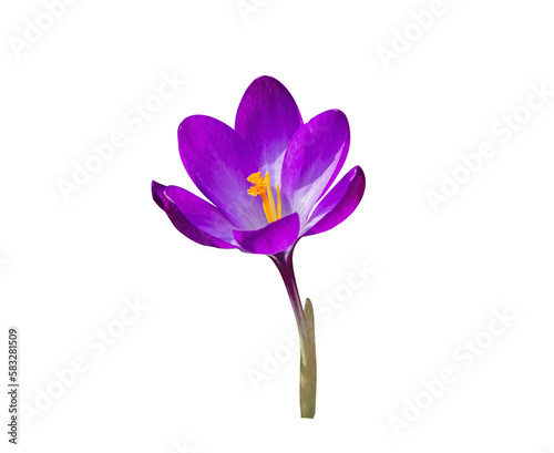 Beautiful Purple Spring Crocus Flower isolated on transparent background.