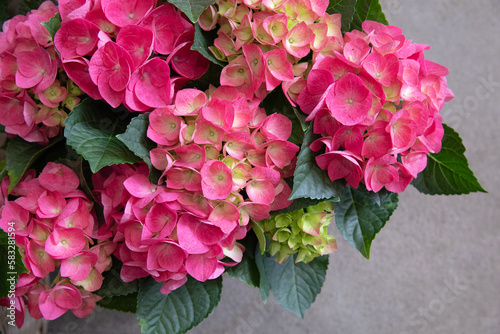 Pink hydrangea or Hydrangea macrophylla in spring - floral background.