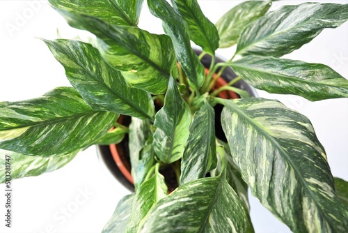 Obraz na plátně Spathiphyllum diamond, variegated peace lily, houseplant isolated on a white background