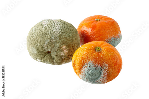 Moldy unhealthy tangerine or mandarin fruits isolated on white background. Food waste