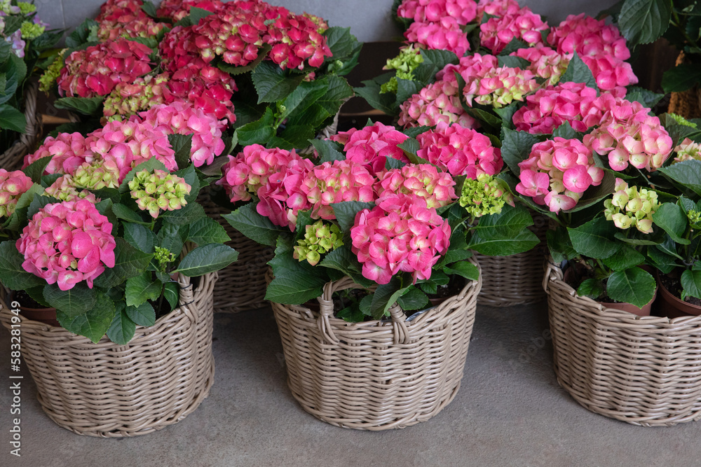 Pink hydrangea or Hydrangea macrophylla potted at garden shop in spring for sale.