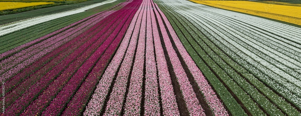 Aerial from blossoming tulip fields in the Chile near Osorno