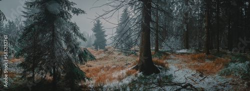 Dark frozen forest with a bit of snow (Central Europe)