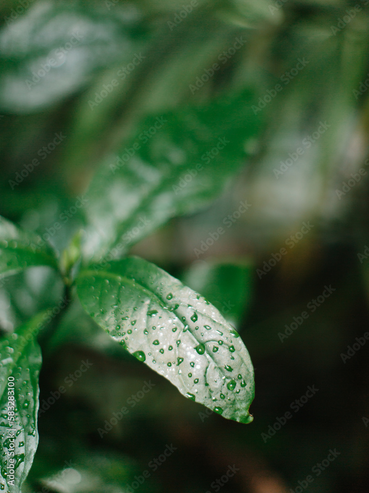Dew drops on a green leaf. Fresh, green foliage in the garden. Dew drops on a green leaf. Fresh, green foliage in the garden.