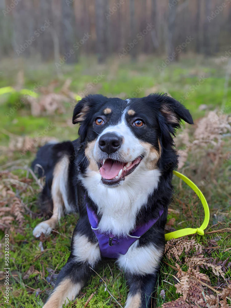 border collie dog laying in grass, australian shepherd dog in forest, smiling dog