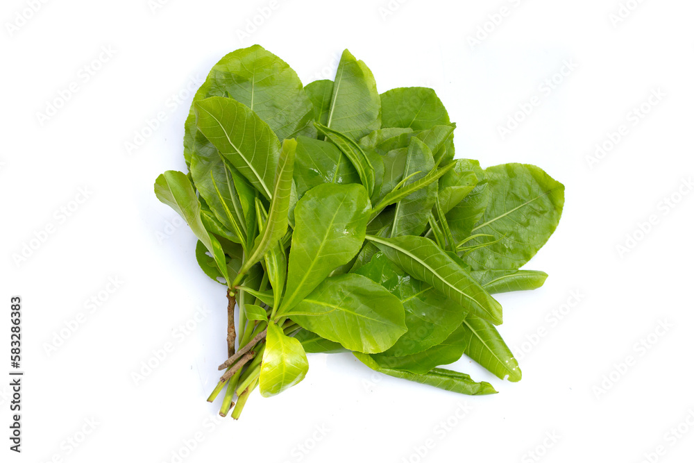Green leaves of tummy wood or patana oak Green leaves of tummy wood or patana oak