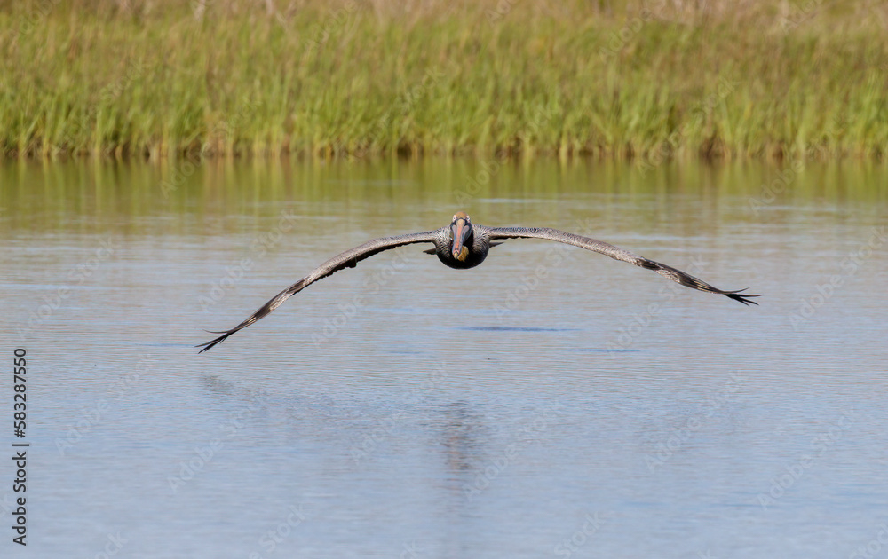 Brown pelican (Pelecanus occidentalis) flying over tidal marsh, Galveston, Texas, USA Brown pelican (Pelecanus occidentalis) flying over tidal marsh, Galveston, Texas, USA