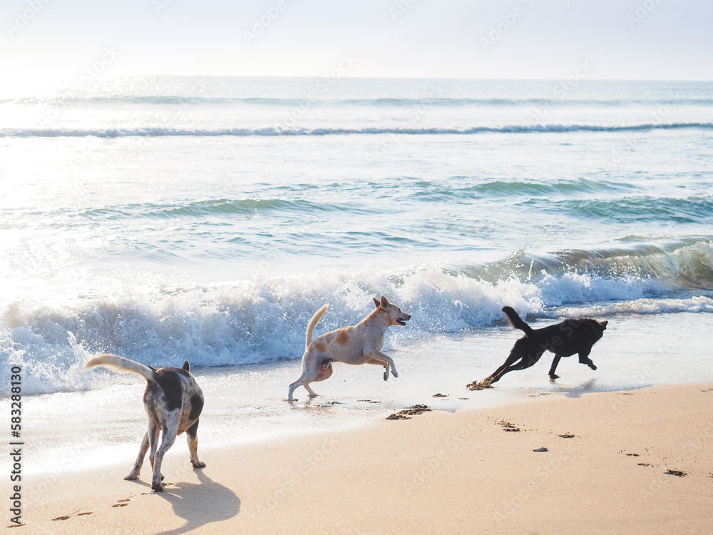 海辺で遊ぶ野良犬 海辺で遊ぶ野良犬