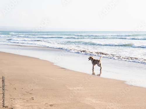 海辺で遊ぶ野良犬