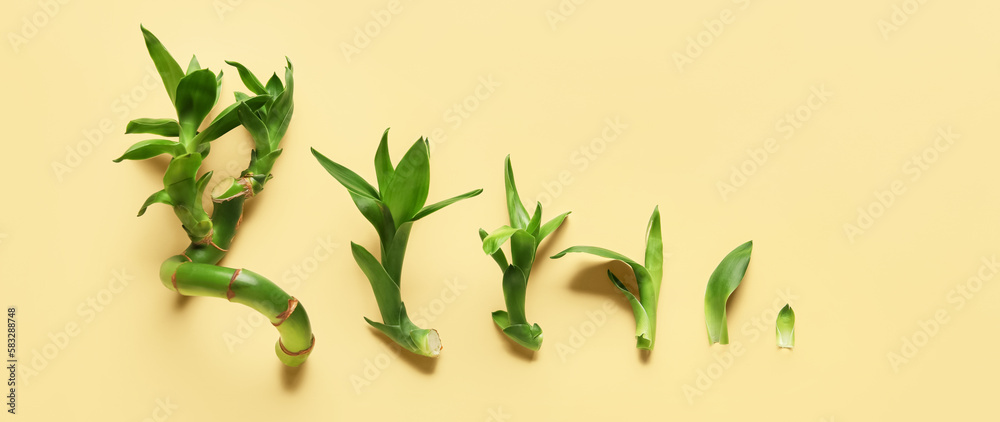 Fototapeta premium Green bamboo stems and leaves on beige background