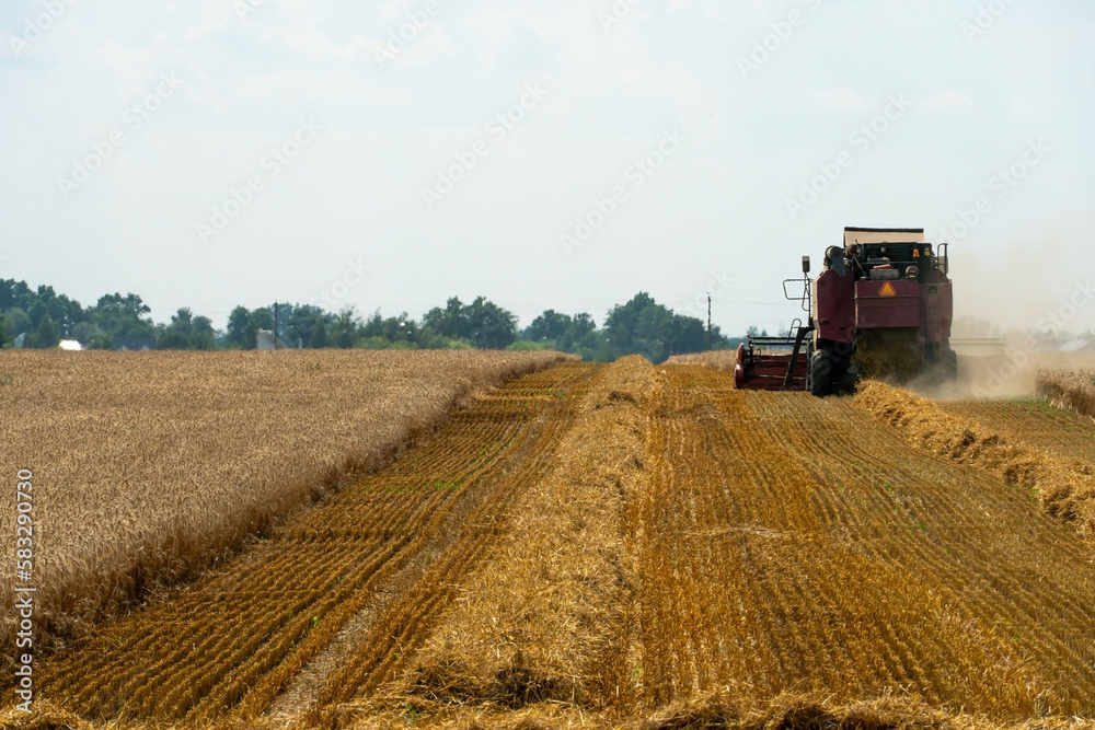 Fototapeta premium A combine harvester is working in a wheat field. Seasonal wheat harvest. Agricultural industry. Cleaning and harvesting of silage. The process of harvesting from the fields. equipment in the field.