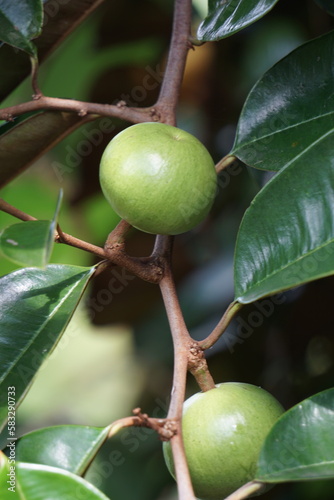 Chrysophyllum cainito (Also known cainito, caimito, tar apple, star apple, purple star apple, golden leaf tree, abiaba, pomme de lait) on the tree photo