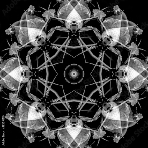 Kaleidoscope - The white rose and the fly