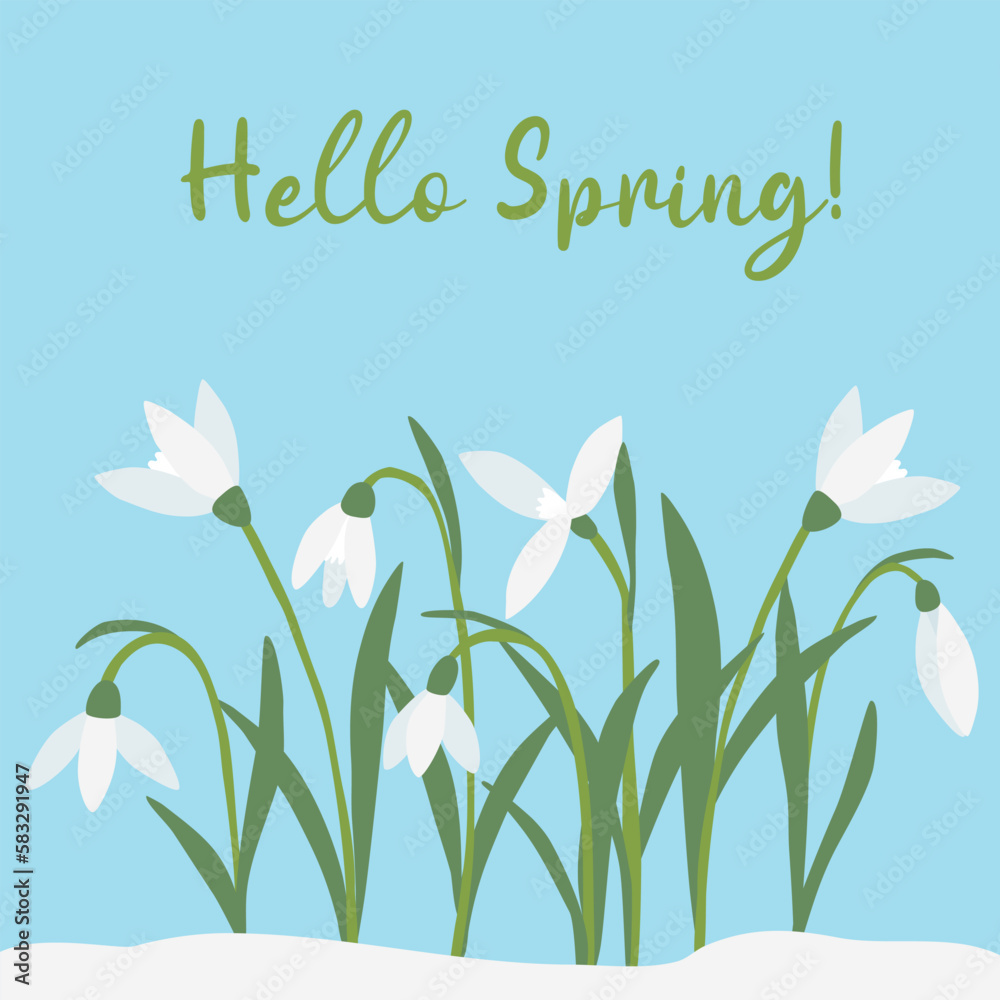 Greeting card with snowdrops spring flowers, Hello Spring text, vector