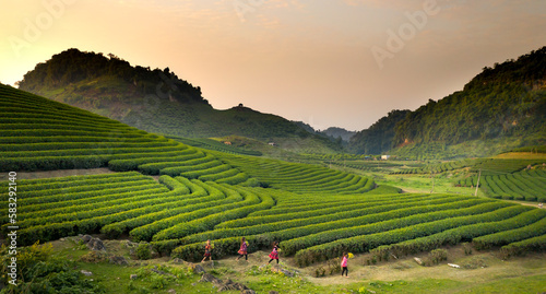 Ethnic Minority Children on a Tea Hill in Tea Farm, Moc Chau District, Son La Province, Vietnam