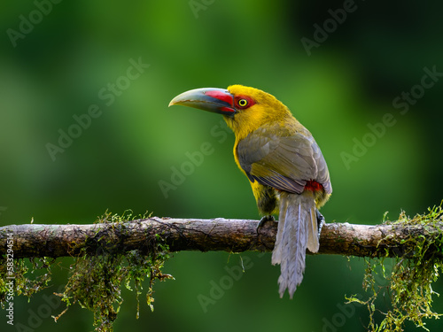 Saffron Toucanet portrait on mossy stick on rainy day against green background