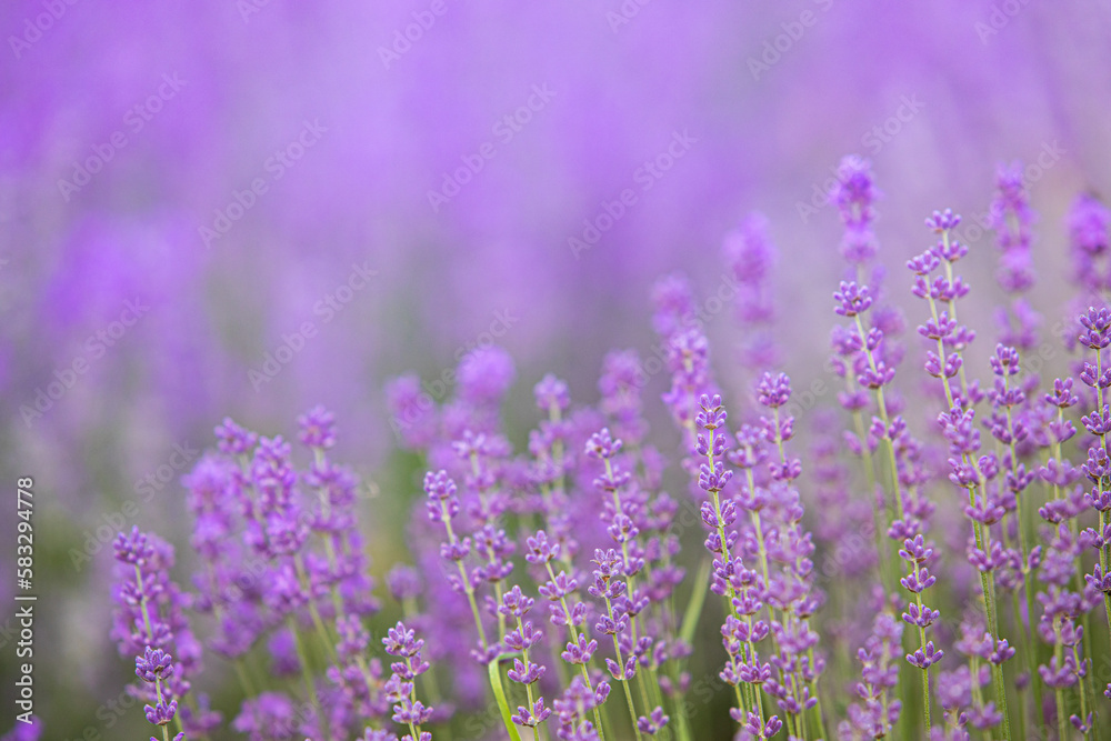 Lavender bushes closeup on sunset. Sunset gleam over purple flowers of lavender. Provence region of France.