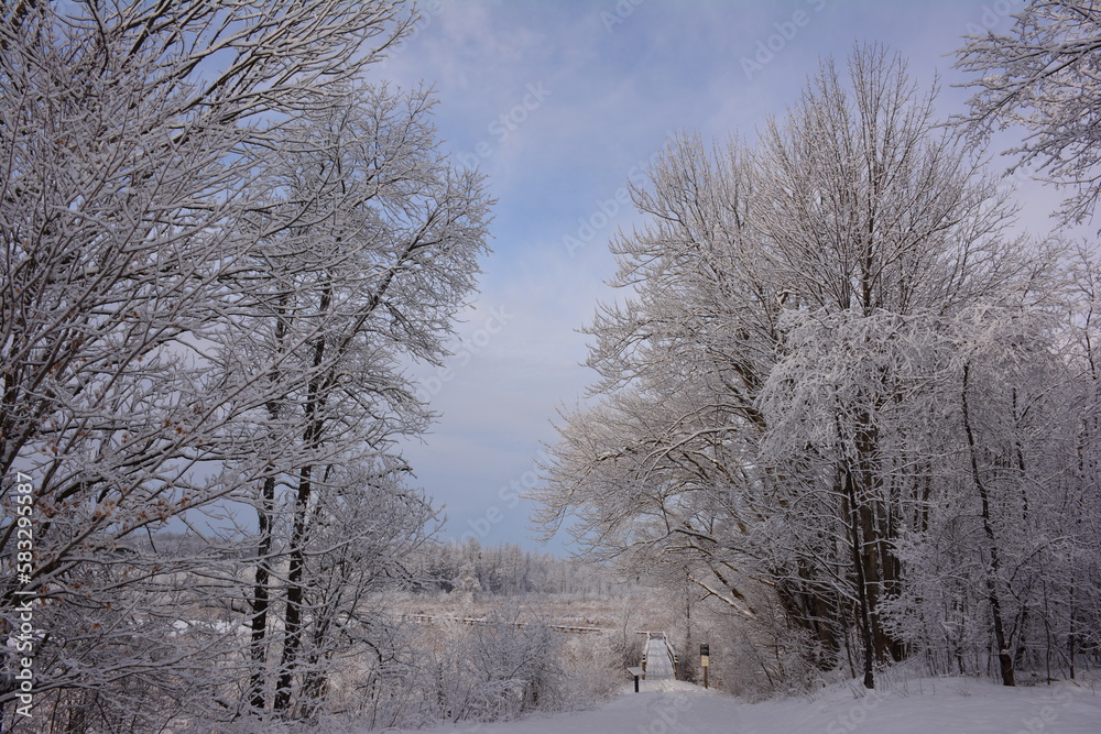 Mer bleue in winter, snow in Greenbelt, Ottawa, Canada Mer bleue in winter, snow in Greenbelt, Ottawa, Canada